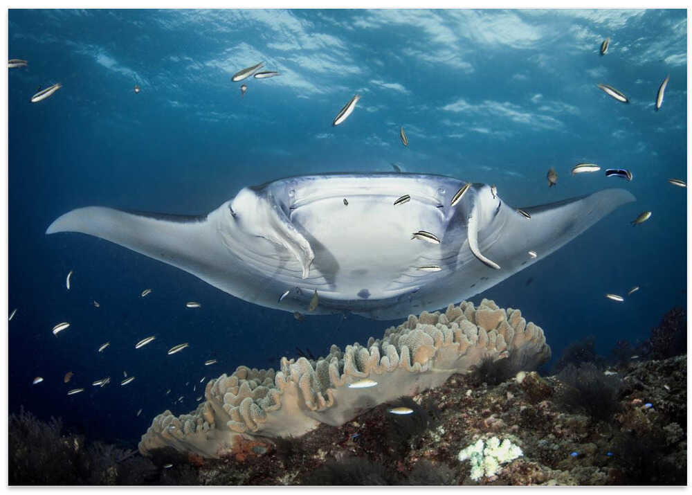 Manta Ray