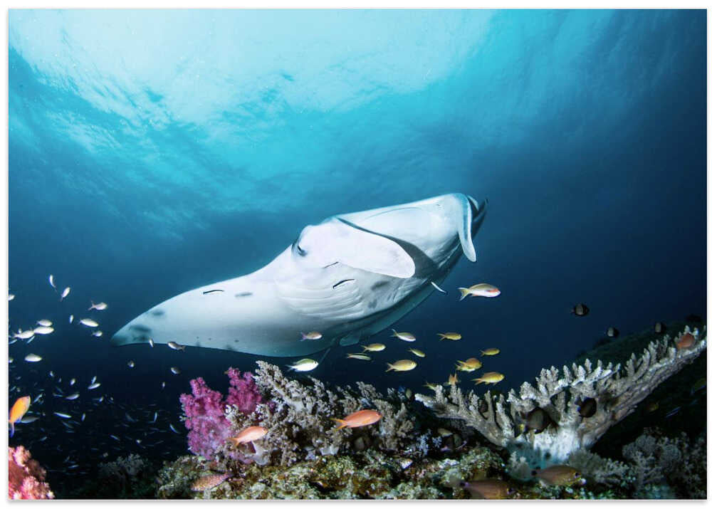Manta on the reef