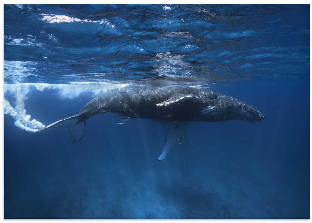 Humpback whale on the Iris bank