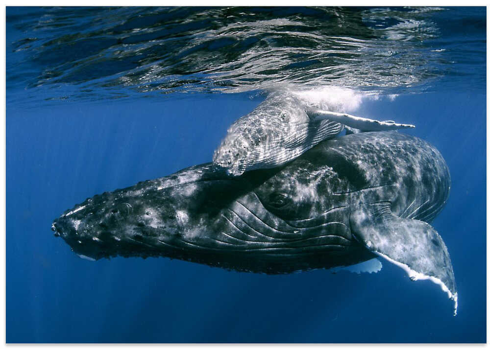 Humpback whales