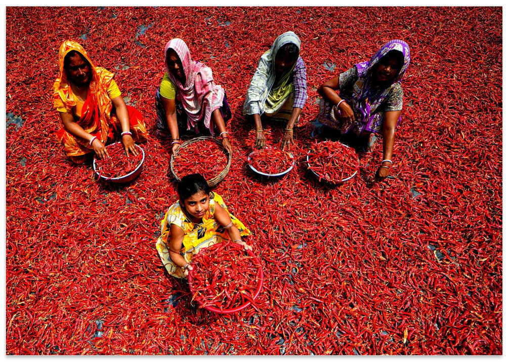 Red Chilli Workers