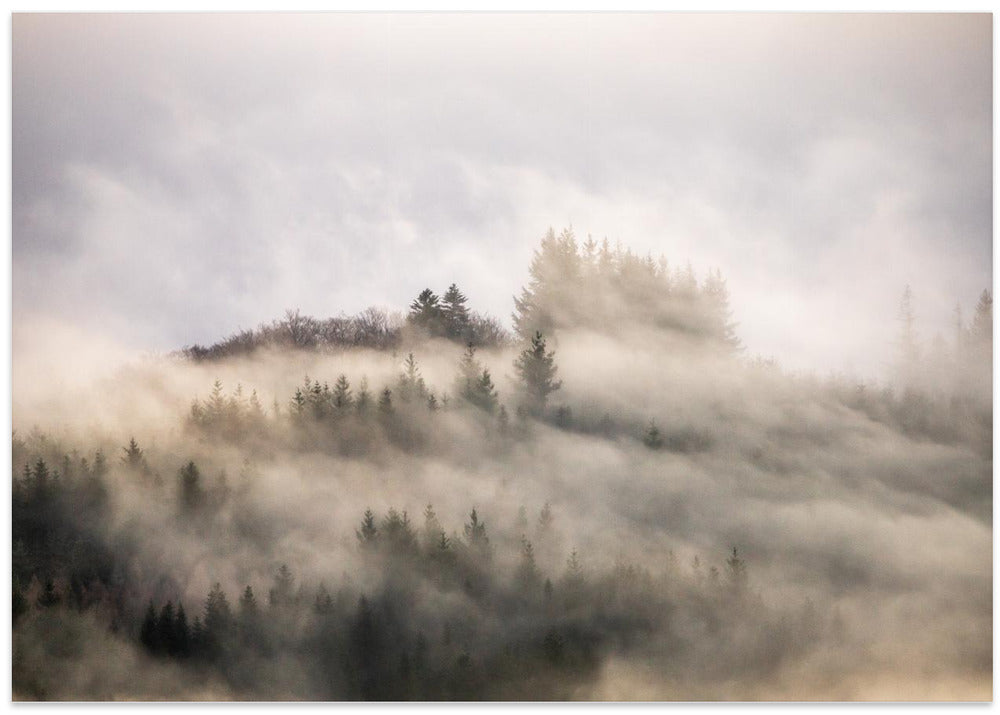 Misty forest #3 ...