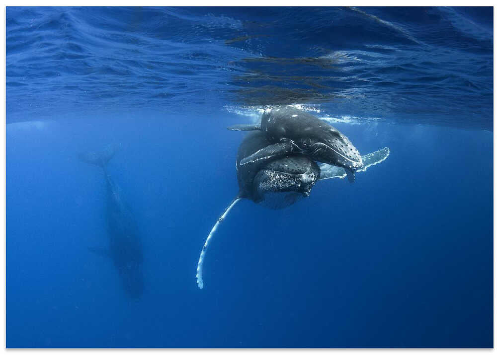 Humpback whales