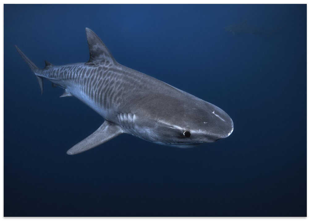 Tiger Shark