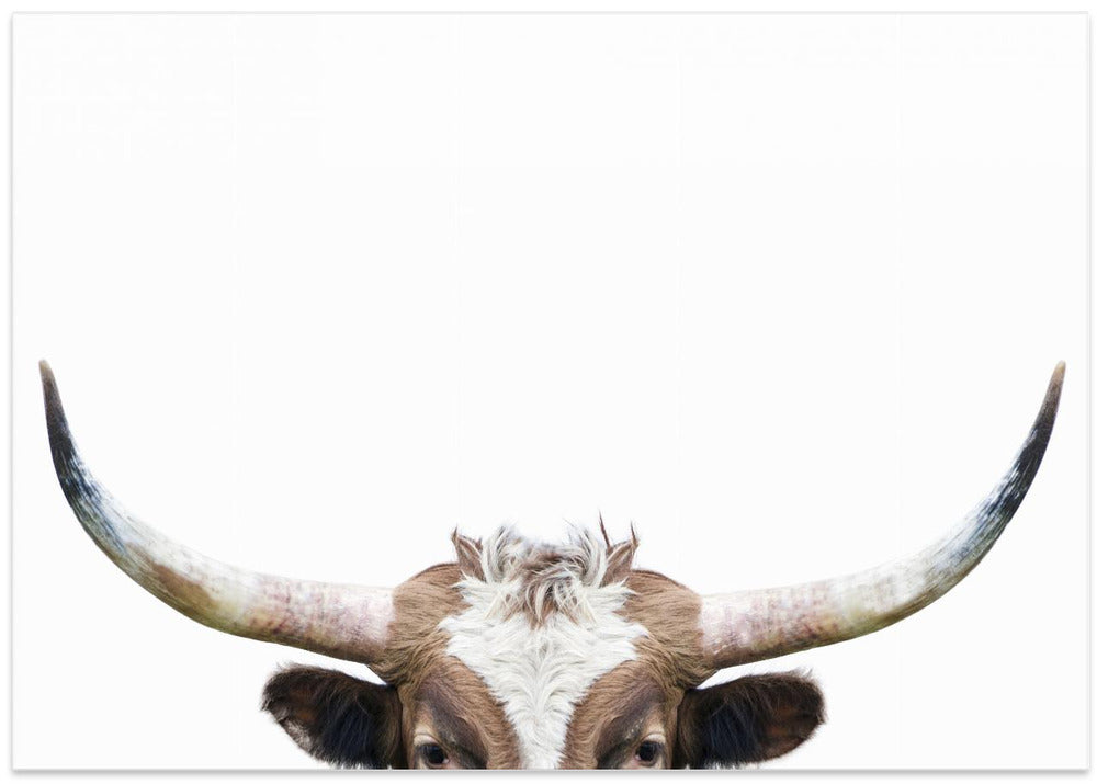 Peeking Longhorn Cow