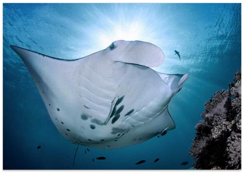 manta ray