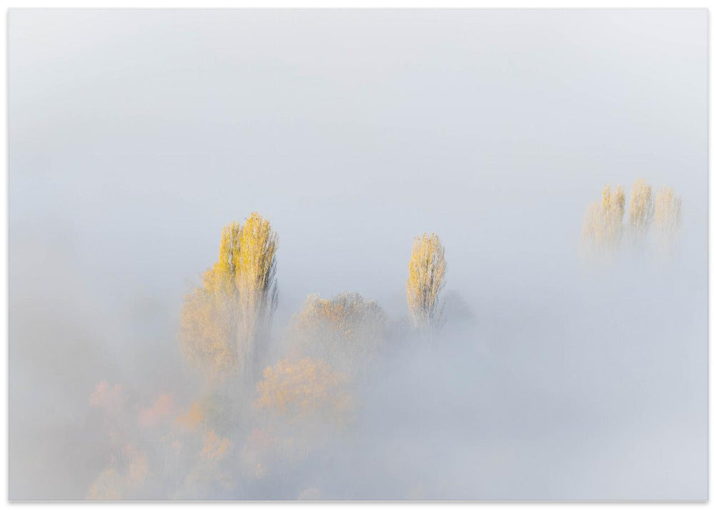 TREES IN FOG