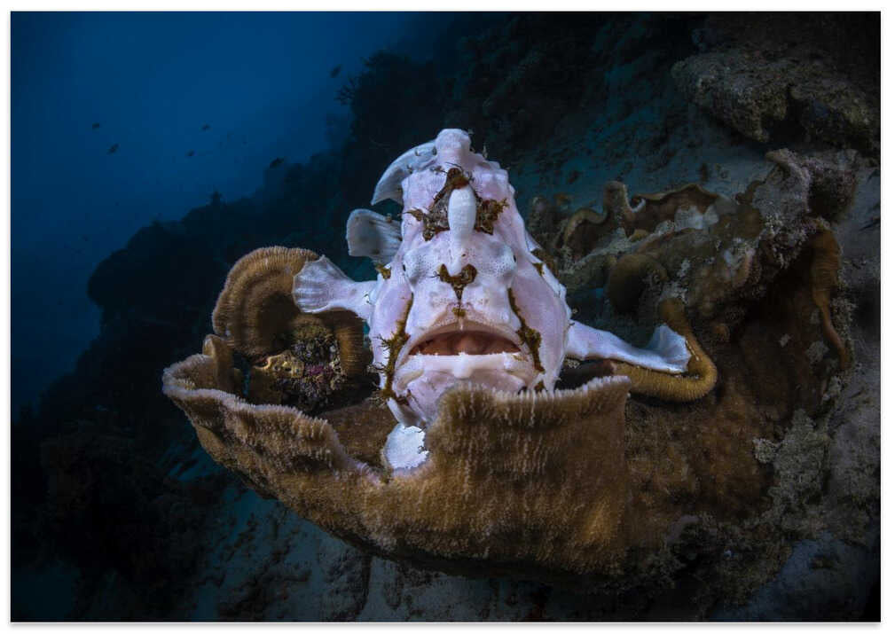 The Frogfish Trone