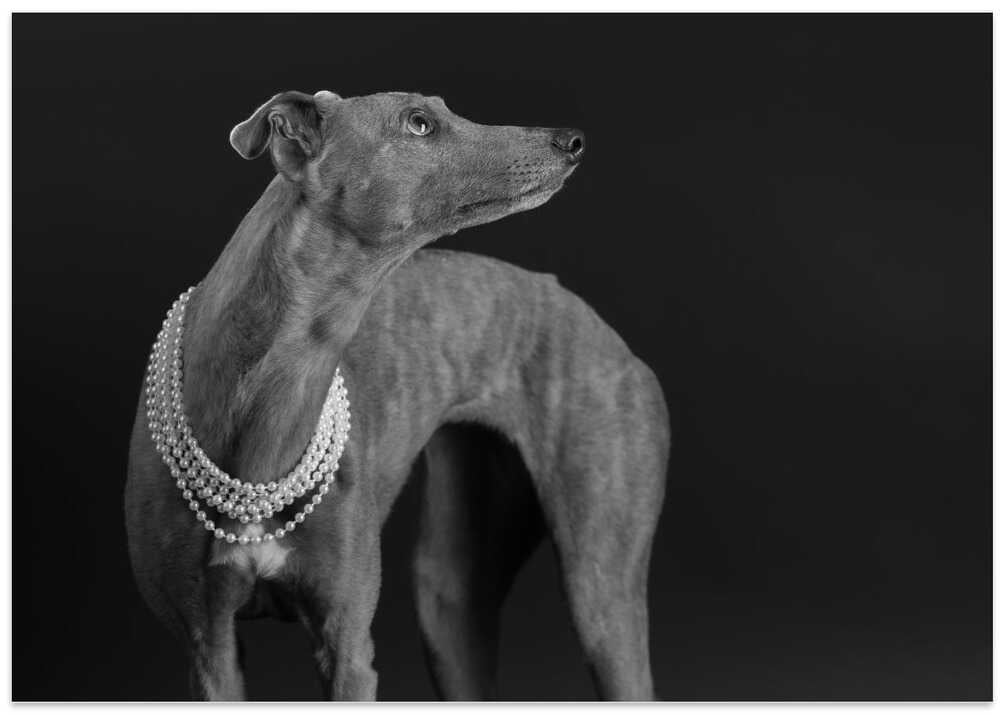 Whippet girl with the pearl necklace
