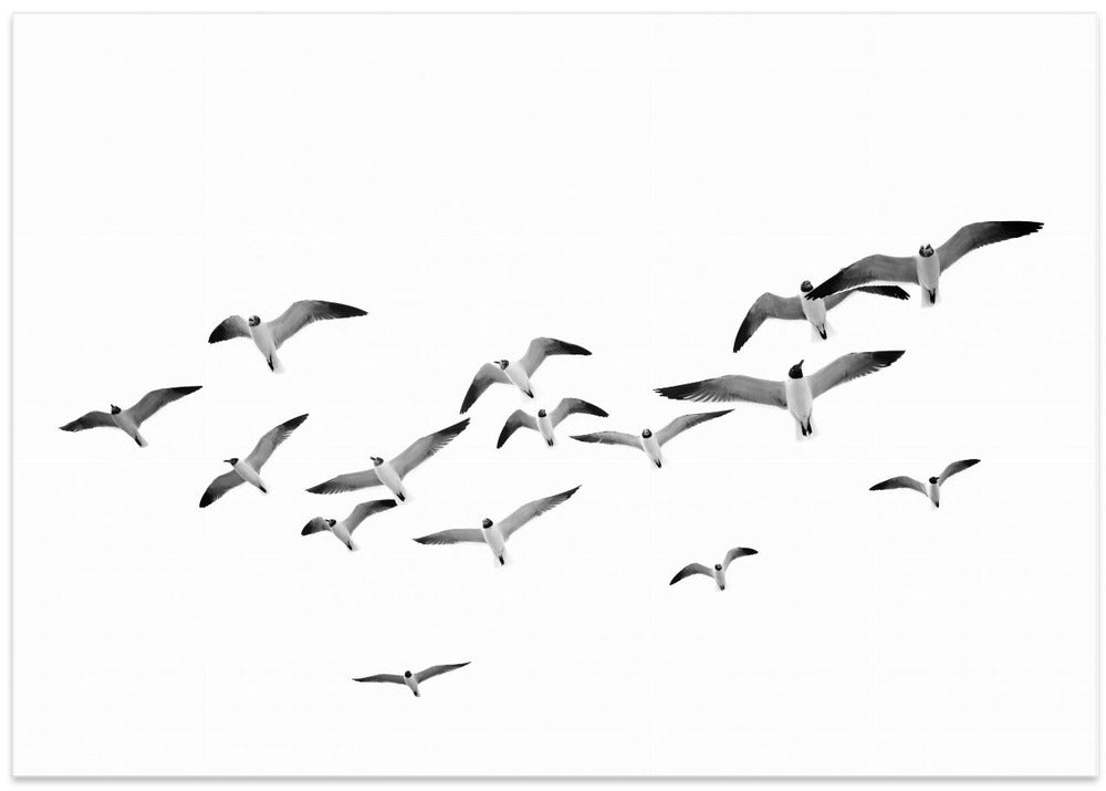 Canvas Art Print Flying Birds