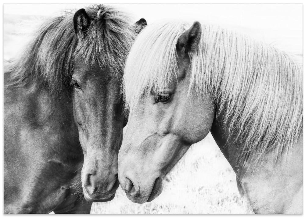 Canvas Art Print Horse Love