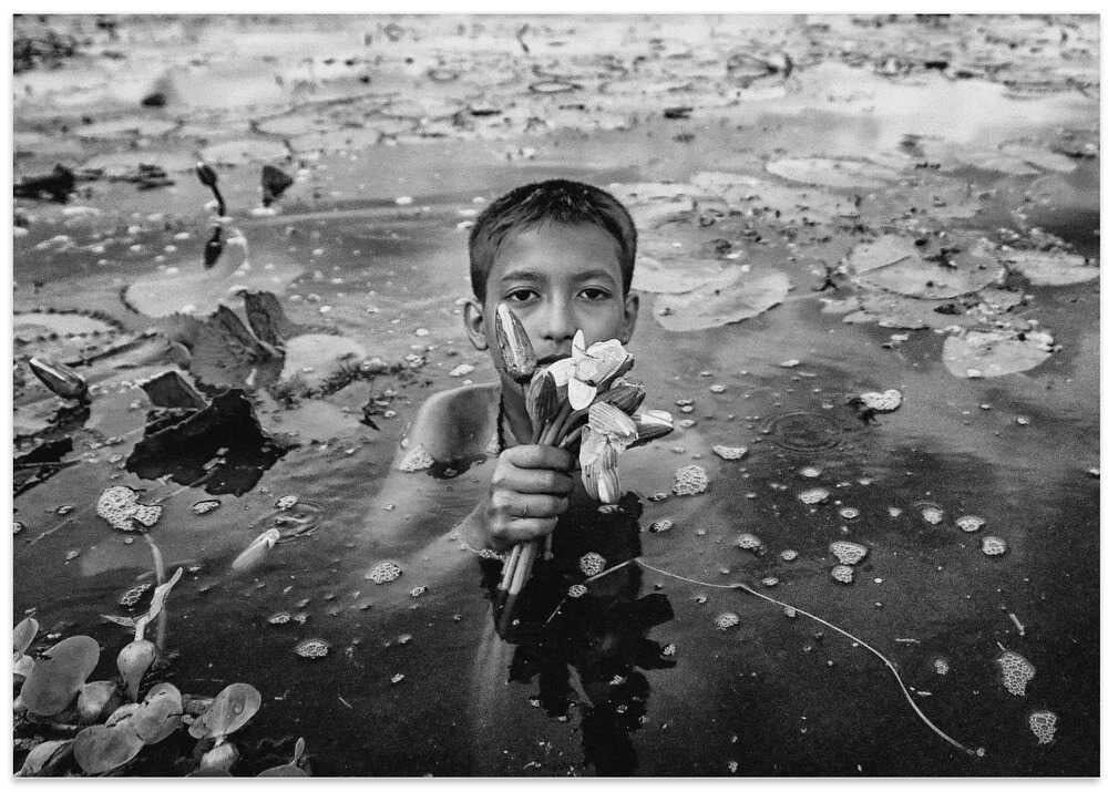 Water lily collection