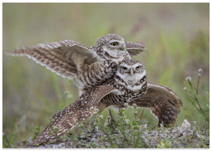 Canvas Art Print Burrowing Owl Love