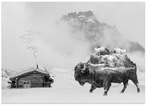 Canvas Art Print Bison