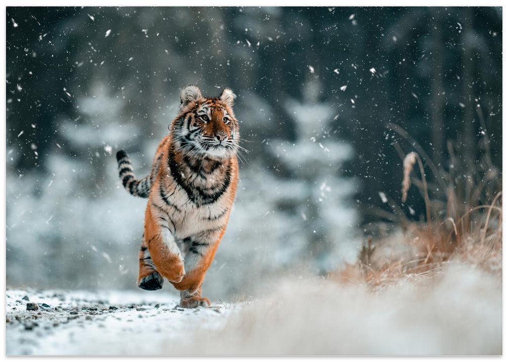 The Siberian tiger