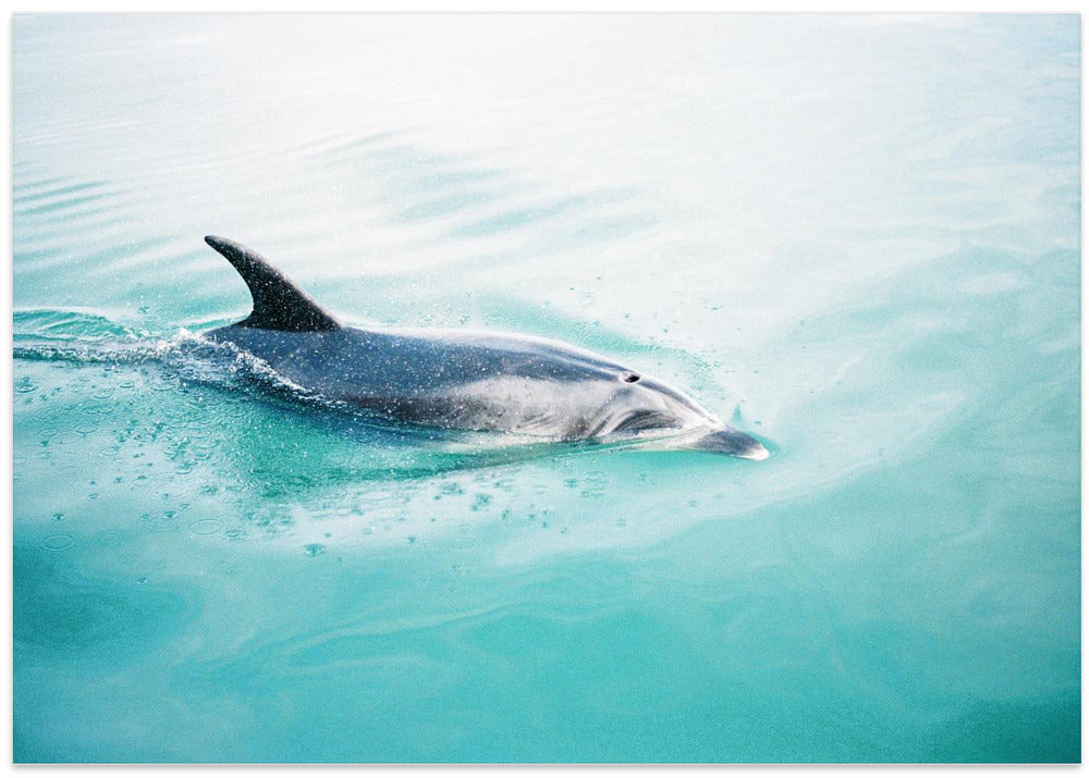 Dolphin N.Z. Northern