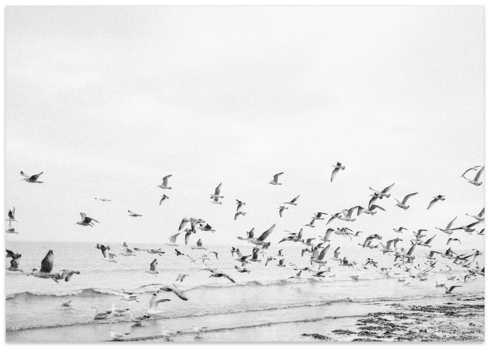 Seagulls - Coastal black and white