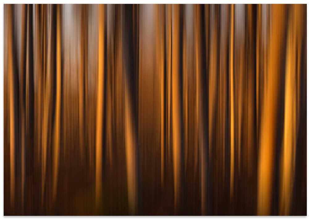 Trees kissed by light