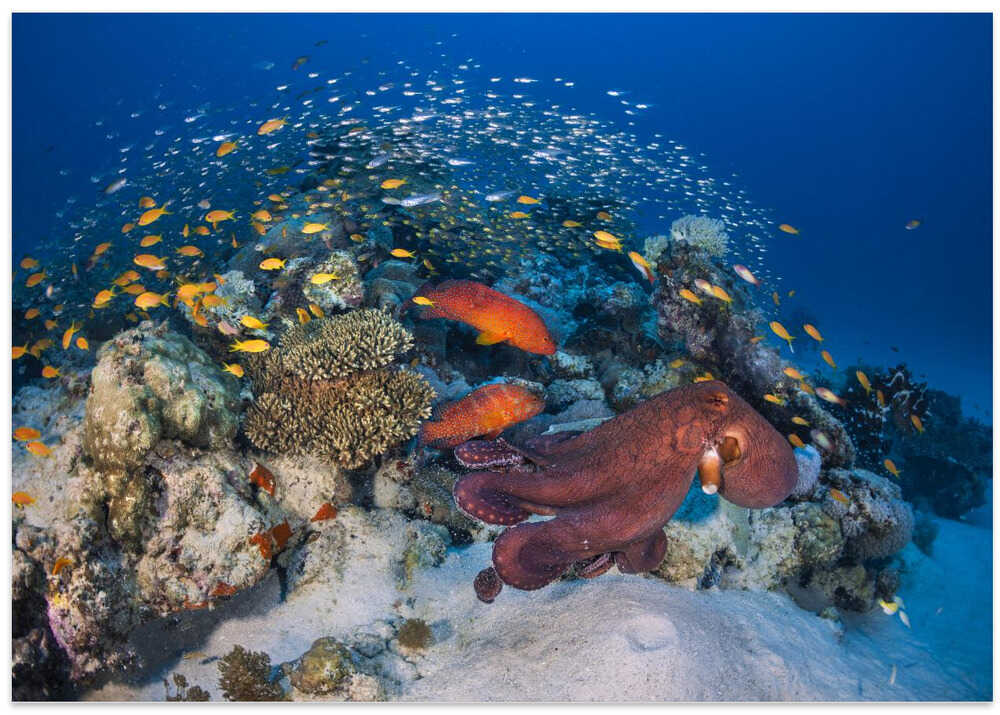 Octopuses and groupers