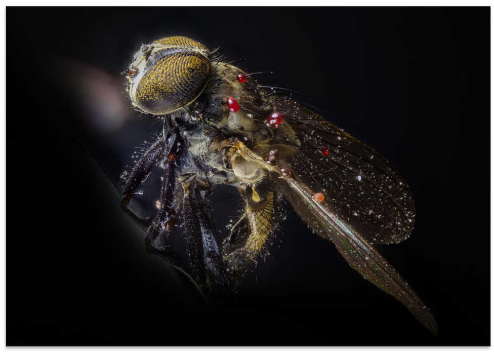 dead fly with fungus II