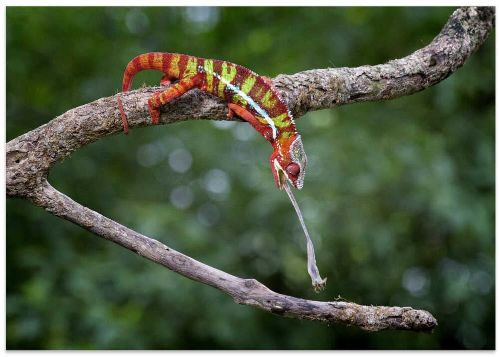 Panther Chameleon