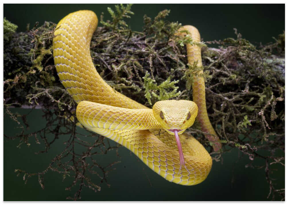 Yellow Viper