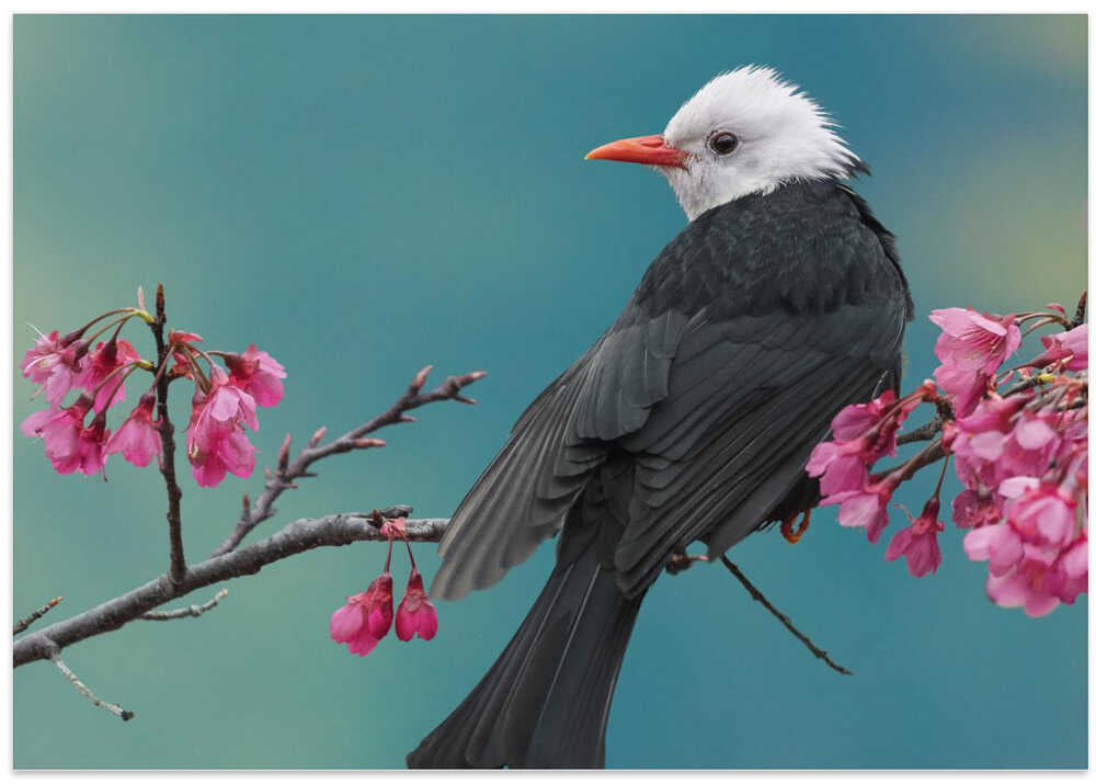 White-headed black bulbul