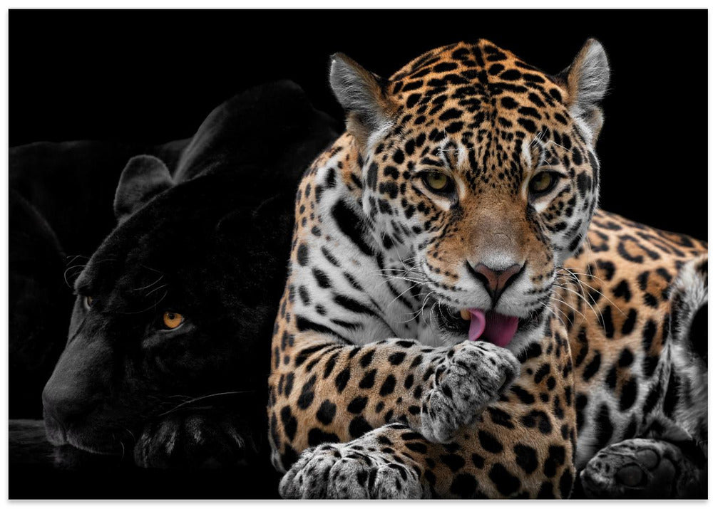 Mr and Mrs Jaguar - Panthera Onca
