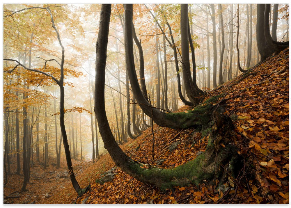 Mystic Autumn Forest