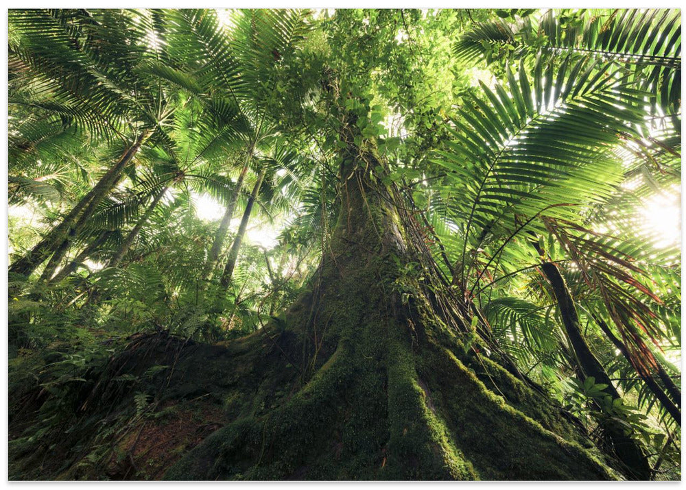 Walking in the Jungle