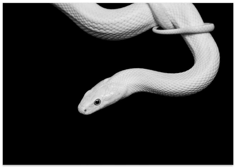 Serpent Blanc