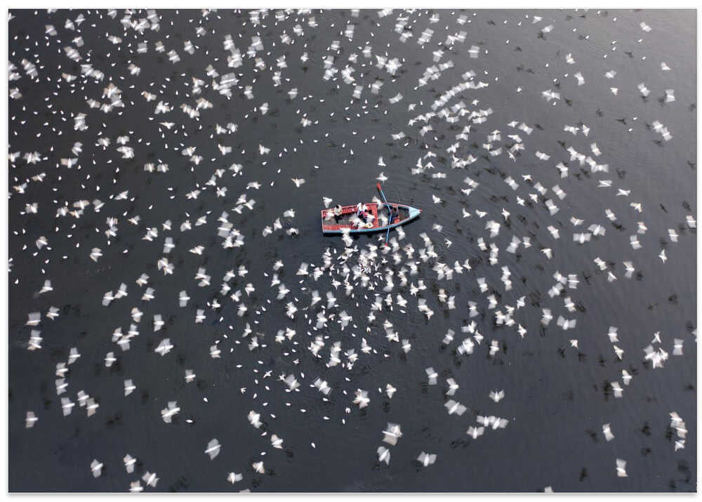 Thousands of migratory birds around the boats for feeding