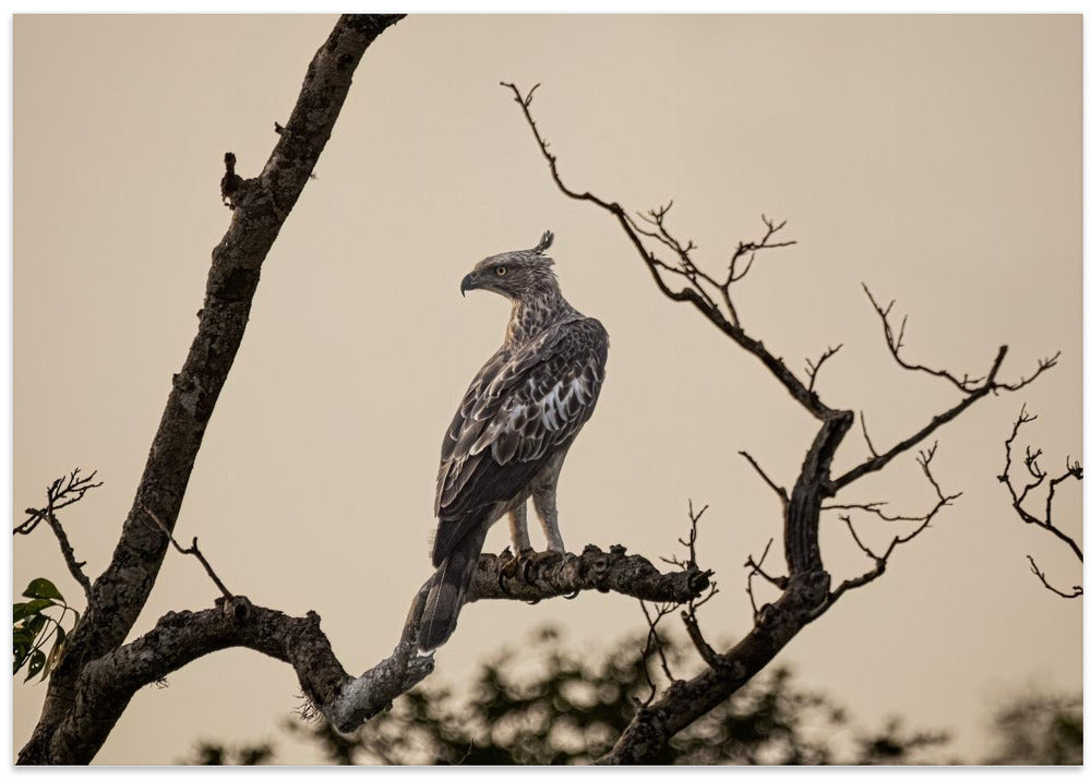 In the dusk of the morning light