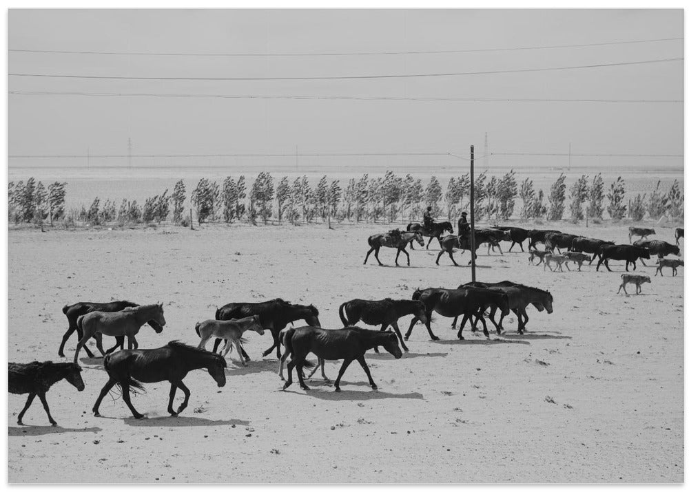 Altay Horses