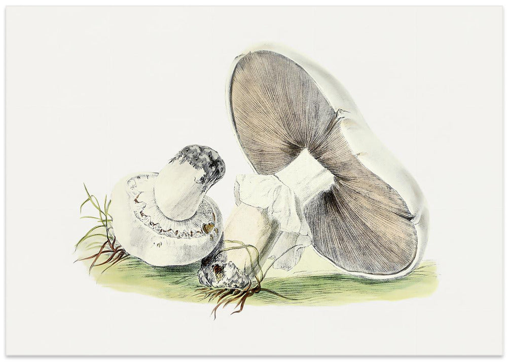 Hand Drawn Horse Mushroom