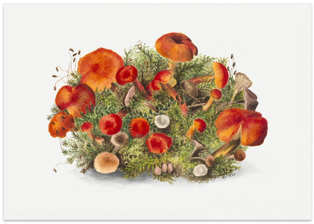 Study of Mushrooms (1880) Horizontal