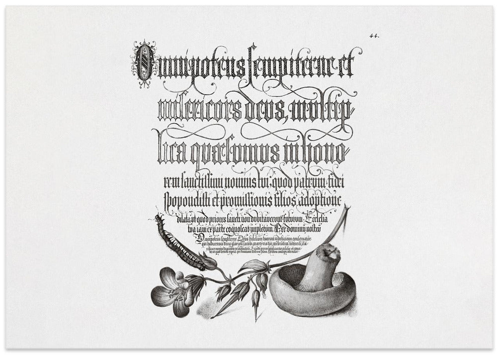 Centipede, Wood Cranesbill, and Mushroom Bw Horizontal