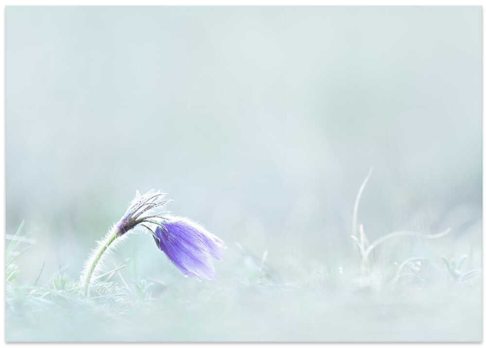 Close-up of purple flower on field