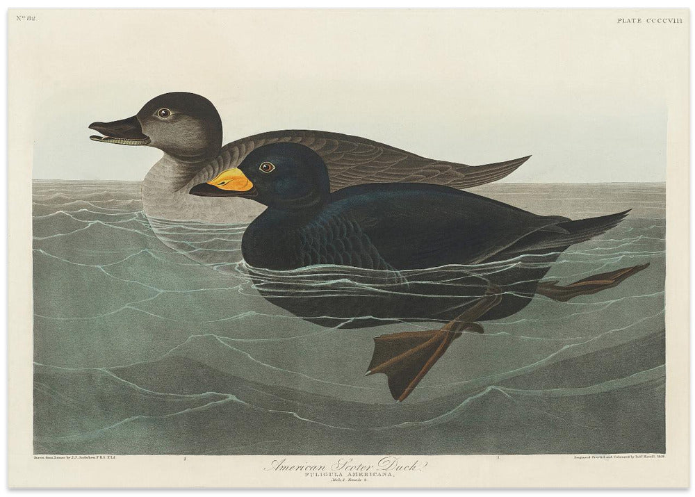 American Scoter Duck From Birds of America (1827)