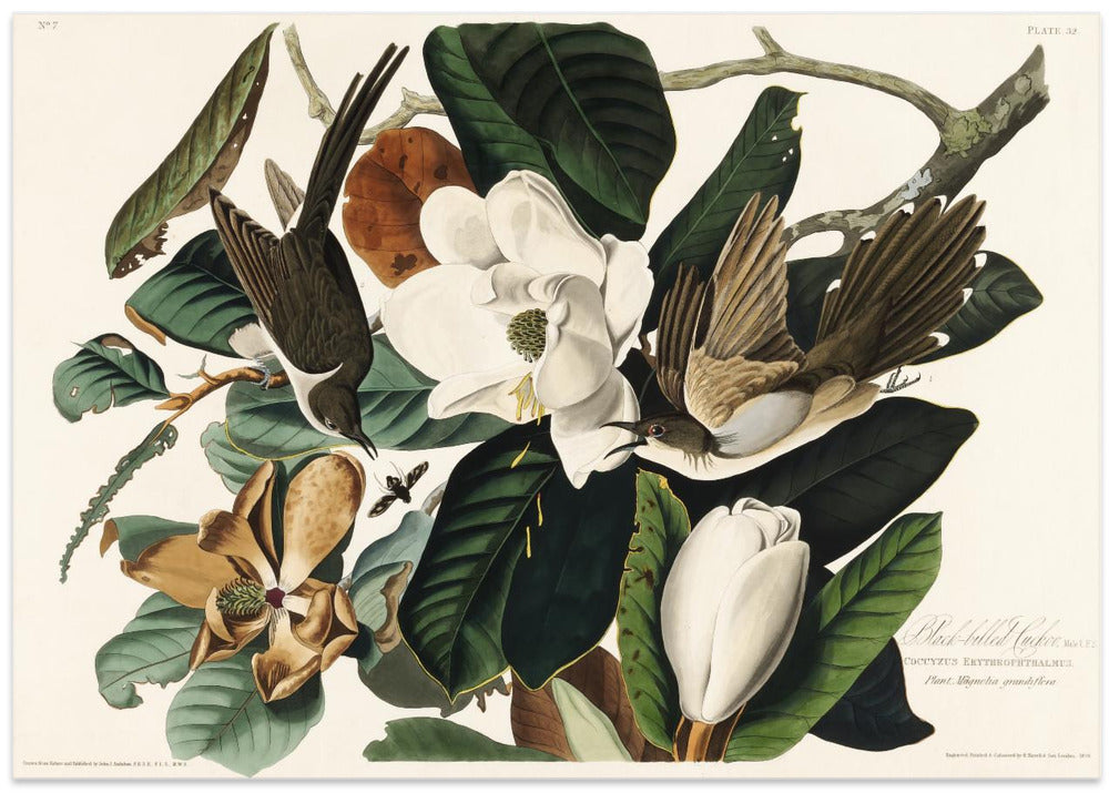 Black Billed Cuckoo From Birds of America (1827)