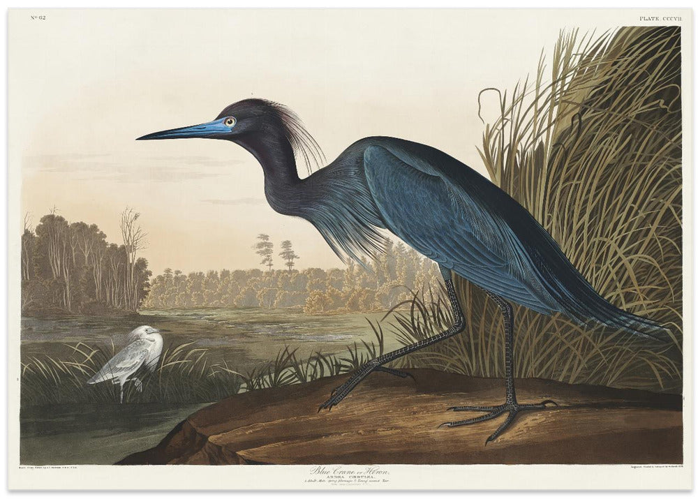 Blue Crane or Heron From Birds of America (1827)
