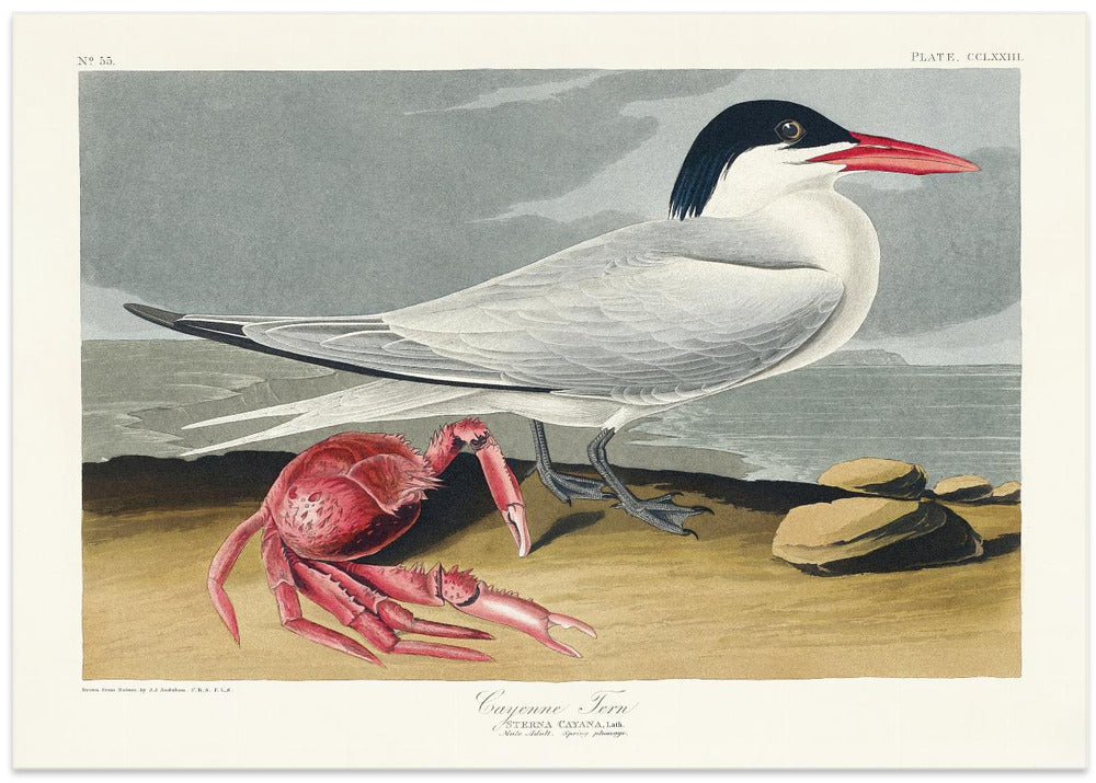 Cayenne Tern From Birds of America (1827)