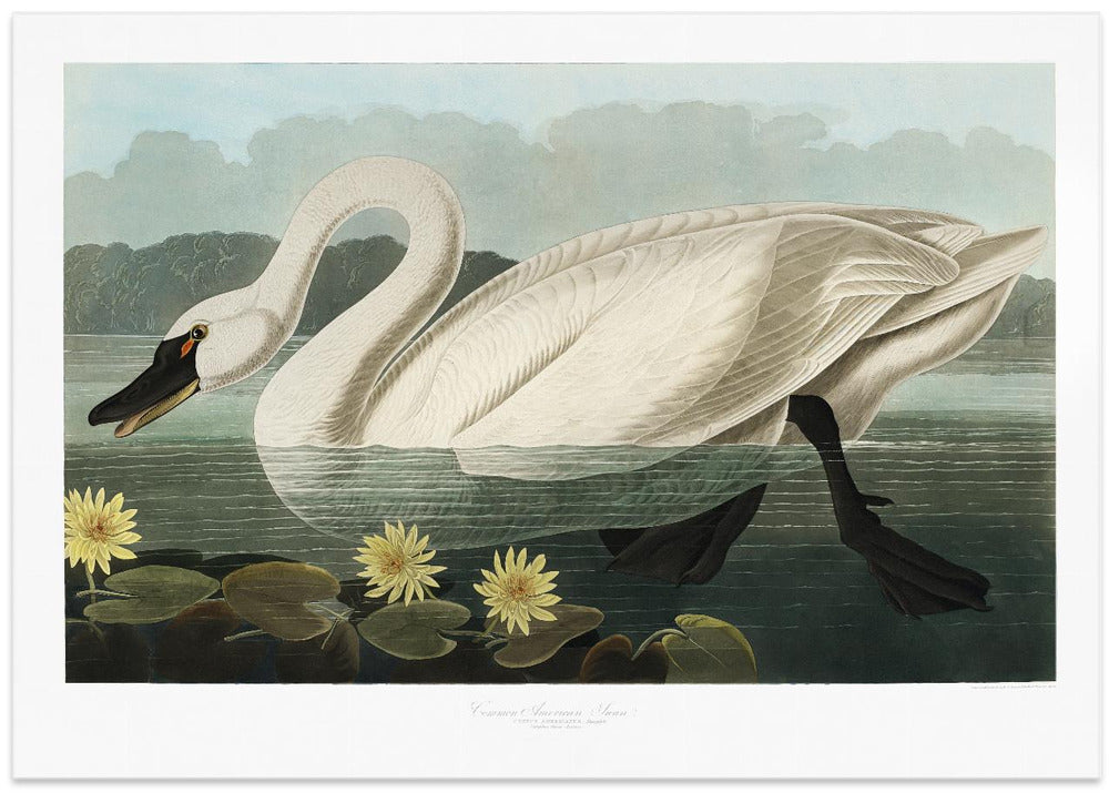 Common American Swan From Birds of America (1827)