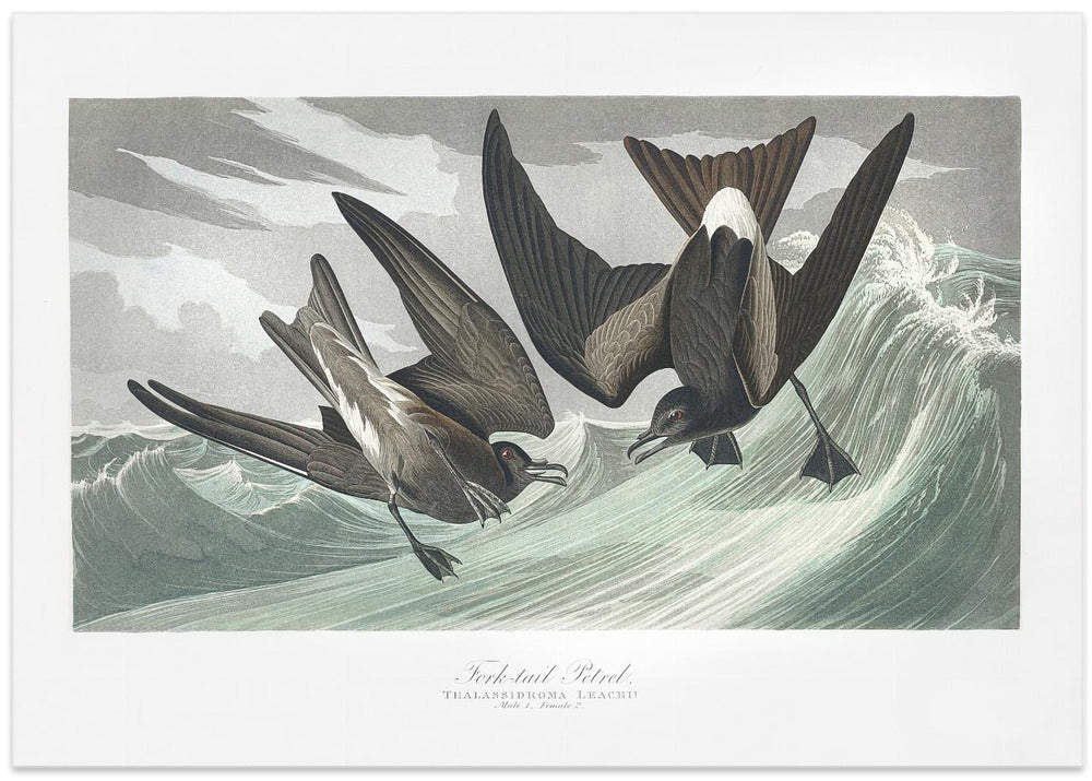 Fork Tailed Petrel From Birds of America (1827)