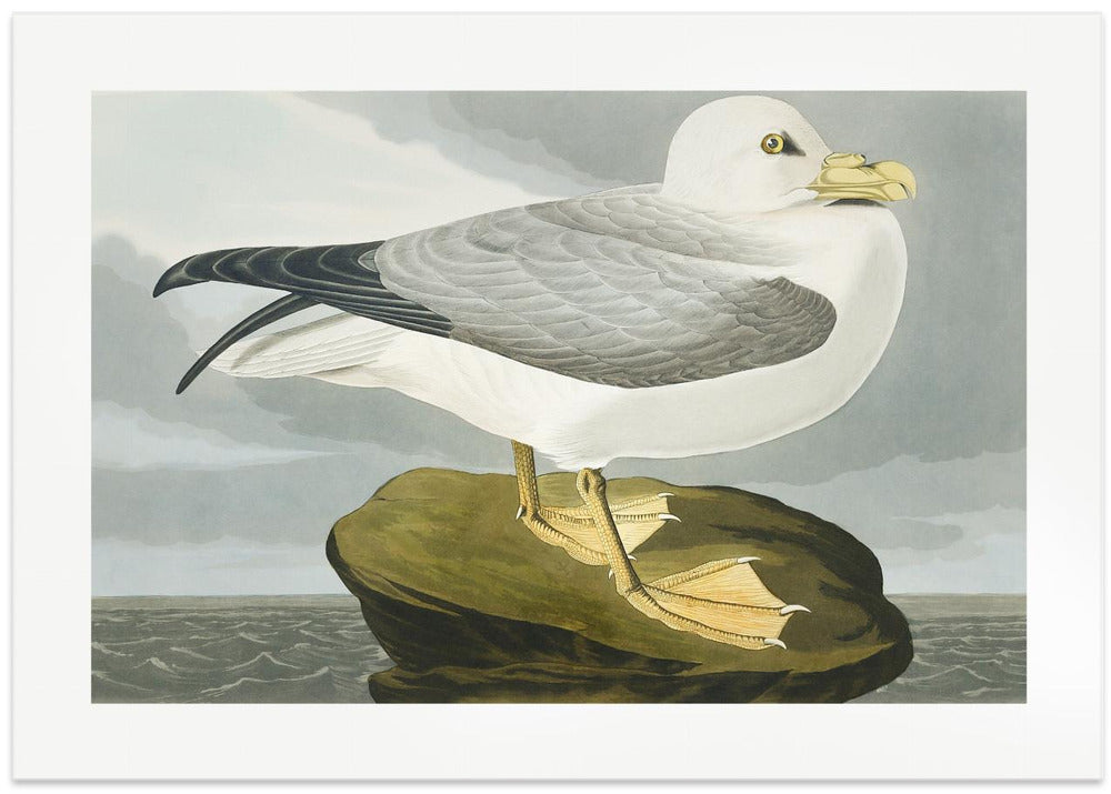 Fulmar Petrel From Birds of America (1827)