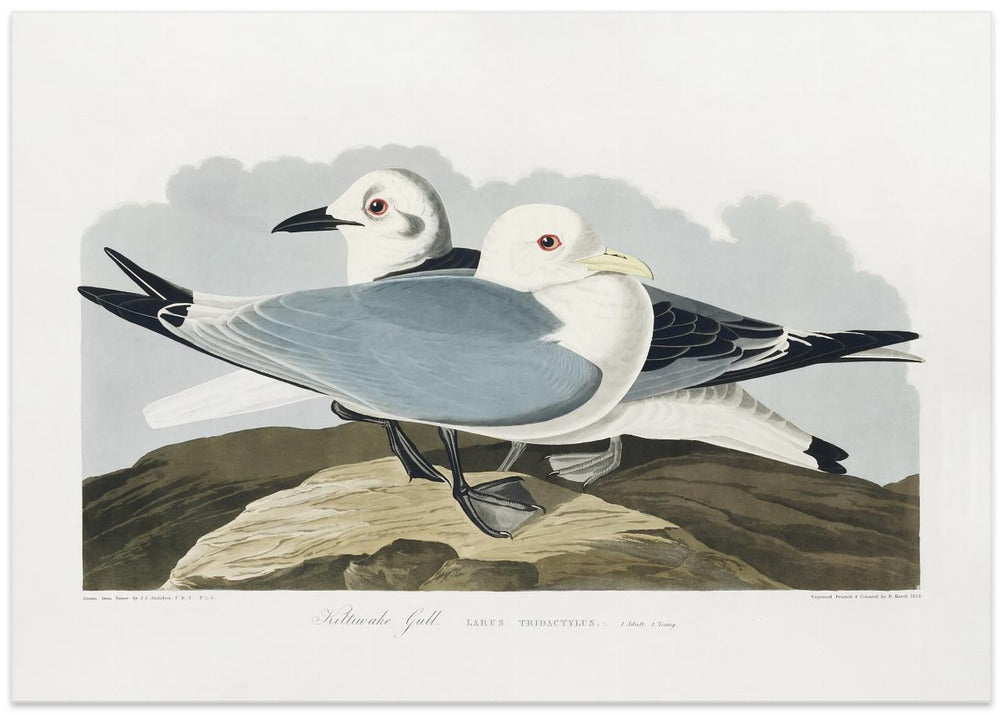 Kittiwake Gull From Birds of America (1827)