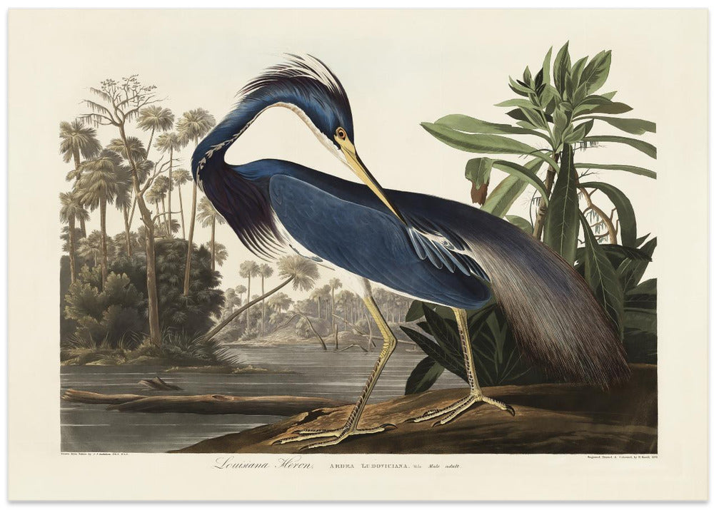 Louisiana Heron From Birds of America (1827)
