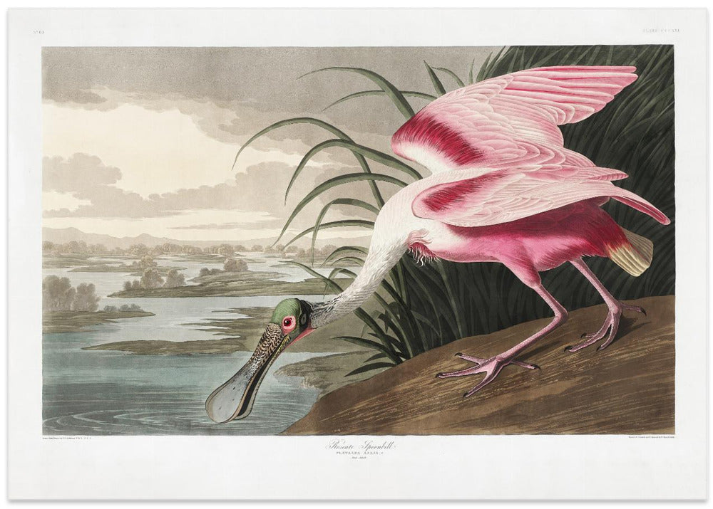 Roseate Spoonbill From Birds of America (1827)
