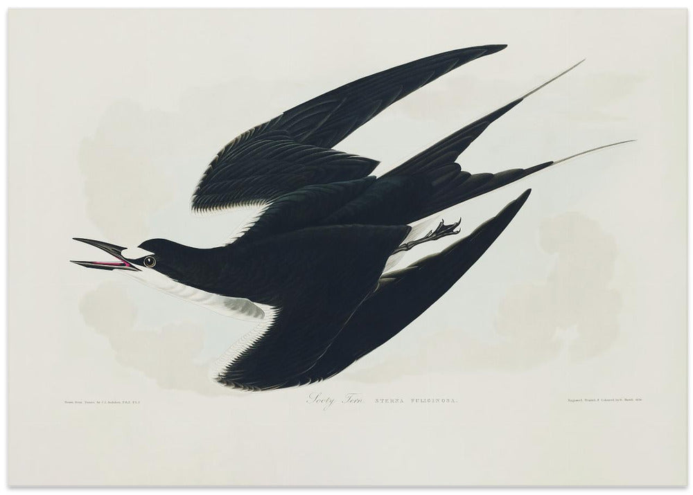 Sooty Tern From Birds of America (1827)