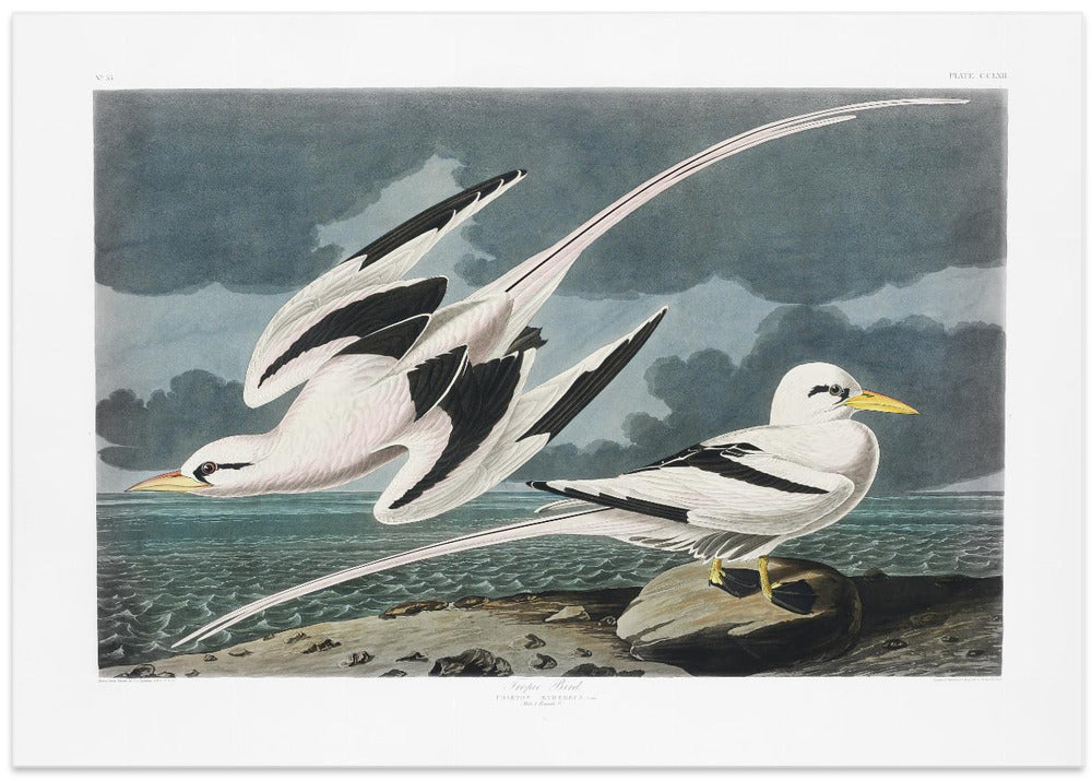 Tropic Bird From Birds of America (1827)